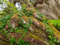 Isle of Skye, Armadale Castle, Gardens & Museum